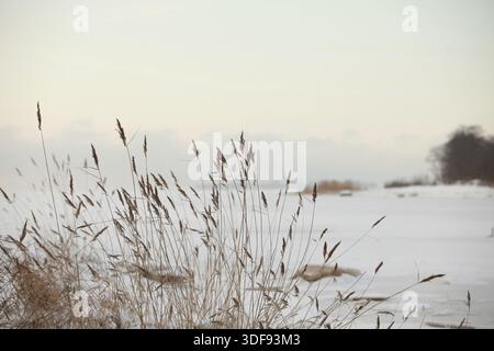 Le vent froid secoue les tiges sèches des roseaux, le lac d'hiver est gelé couvert de neige blanche Banque D'Images