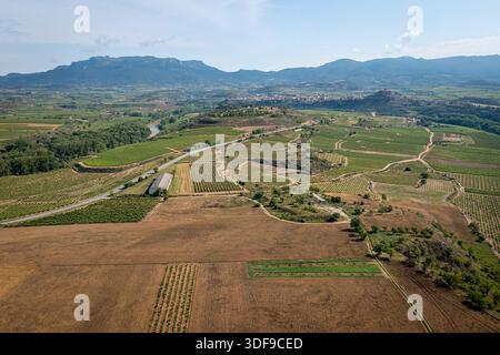 Vue aérienne des champs de vignobles expansifs et des collines ondulantes à travers la campagne rurale, Briones, Espagne Banque D'Images
