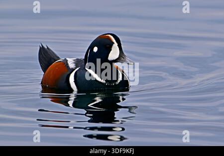 Canard Harlequin mâle, 'Histrionicus histrionicus', nageant dans les eaux de la côte Pacifique de la Colombie-Britannique, au Canada Banque D'Images