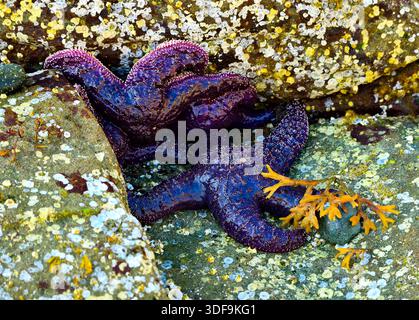 Détail en gros plan de l'étoile de mer violette 'Pisaster ochraceus', posée sur des rochers sur une plage à marée basse, sur l'île de Vancouver Colombie-Britannique, Canada Banque D'Images