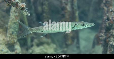 Vue rapprochée d'un jeune barracuda entre racines de mangrove - îlots de mangrove au nord de Sainte-Rose, île caribéenne de Guadeloupe Banque D'Images