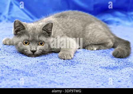 Chaton race britannique smoky couleur gris clair tout en jouant Banque D'Images