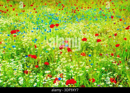 Prairie de fleurs sauvages avec coquelicots rouges, bleus bleus et marguerites blanches dans un style peint Banque D'Images