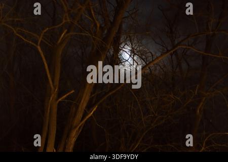 Nuit dans les bois Banque D'Images