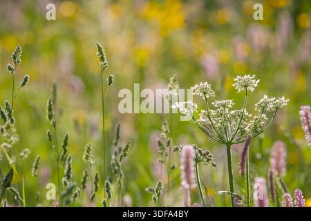 Détail de fleurs sauvages dans un pré luxuriant du début de l'été, peu de temps après la fonte des neiges, Ailefroide, Vallouise-Pelvoux, Hautes-Alpes, France Banque D'Images