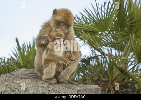 Les Macaques de Barbarie de Gibraltar. La seule population de singes sauvages sur le continent européen. Il y a actuellement 300 personnes en troupes 5 + Banque D'Images