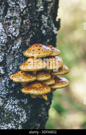 Pholiota aurivella champignons sur un bouleau dans la forêt d'automne Banque D'Images