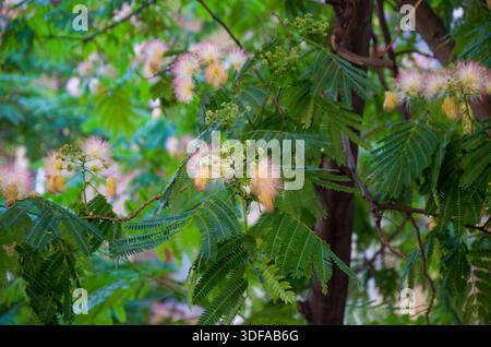 Albizia Tree avec délicates fleurs roses et blanches Banque D'Images