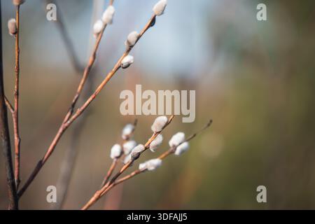Branches de saule. Branches de saule de printemps avec des bourgeons. Ressort. Banque D'Images