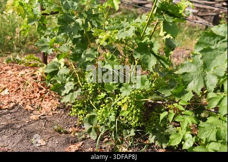 gros plan de la vigne avec des grappes de raisins verts non mûrs. la vigne est soutenue par un treillis, montrant un feuillage sain et les premiers stades de développement du raisin Banque D'Images