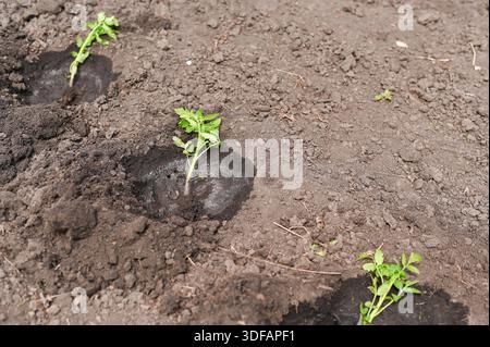 Les jeunes pousses de tomates reposent prêtes sur un sol humide à côté de trous fraîchement creusés. Ces semis de tomates attendent d'être plantés dans une terre nourrie, capturant l'étoile pratique Banque D'Images