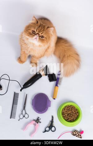 Le toilettage de chat domestique à poil rouge persan fournit un bol de nourriture sèche, des outils de toilettage sur fond blanc. Banque D'Images