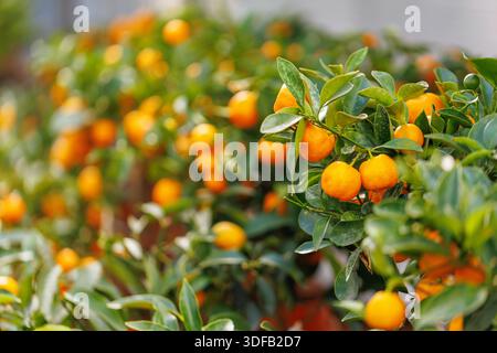 Arbres mandarins avec des fruits mûrs en pots Banque D'Images