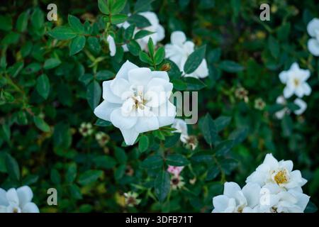 L'image montre un gros plan d'une rose luxuriante, blanche, à double floraison entourée d'un feuillage vert éclatant. Banque D'Images