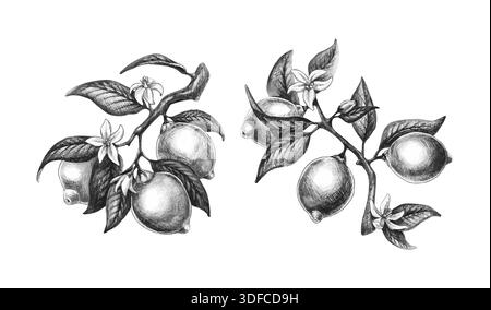 Illustration vintage de branche de citron avec des agrumes dessinés à la main et des éléments botaniques. Croquis de style craie de branches de citronnier avec des feuilles, des fleurs et des fruits dans un style de gravure noir et blanc Illustration de Vecteur