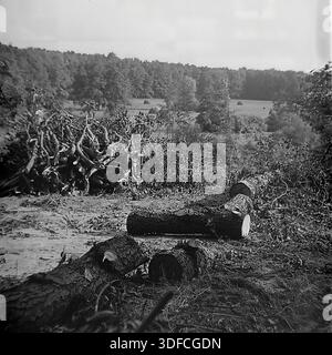 Région de Donetsk, Ukraine, URSS, années 1950 Une photographie d'archives en noir et blanc d'ambiance capturant une scène de travail forestier. Les troncs d'arbres sciés reposent sur le sol au premier plan, avec un tas de broussailles visible sur la gauche. La clairière surplombe une prairie lointaine parsemée de meules de foin et entourée d'une forêt dense. Le paysage suggère des activités à la fin de l'été ou au début de l'automne dans la campagne. L'image présente le grain caractéristique du film du milieu du XXe siècle. Ce point de vue évoque la nostalgie de la vie rurale paisible du Donbass. Banque D'Images