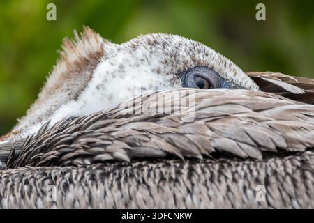 Gros plan de la tête, presque endormie, pélican brun, urinateur Pelecanus occidentalis, Puerto Ayora, île Santa Cruz, îles Galapagos Banque D'Images