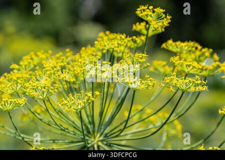 Des fleurs jaunes vibrantes d'aneth se balançant doucement dans un jardin entièrement fleuri et attirant les pollinisateurs pendant les chaudes journées d'été. Banque D'Images