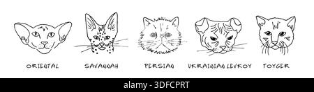 Doodle têtes de chats de différentes races ensemble. Oriental, savane, persan, ukrainien levkoy, toyger Illustration de Vecteur