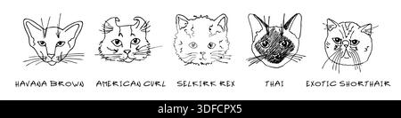 Doodle têtes de chats de différentes races ensemble. Havana Brown, american Curl, selkirk rex, thai, exotique shorthair Illustration de Vecteur