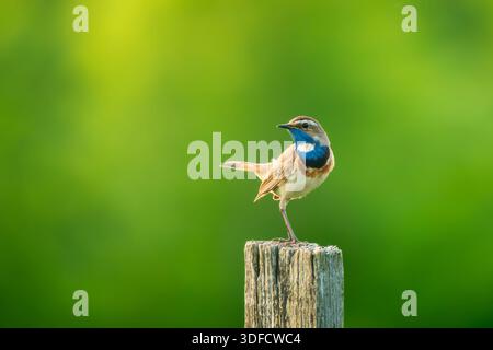 Beau petit oiseau chanteur avec gorge bleu vif se dresse dans la pose expressive, queue armée. Mâle d'oiseau Bluethroat ou Luscinia svecica perché sur poteau en bois sur fond vert flou. Copier l'espace Banque D'Images