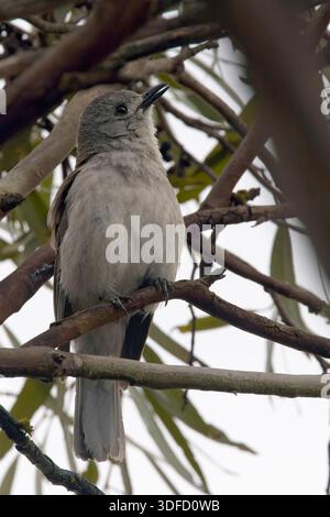 Grey Shrike-thrush (shrikethrush, Colluricincla harmonica), chant masculin dans un arbre, Belair National Park, Australie méridionale. Banque D'Images