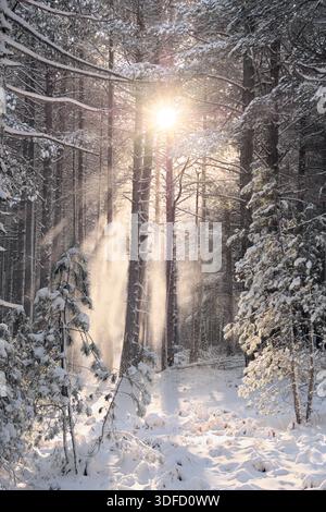 Rayons de soleil dans la forêt de pins enneigés de Etna Park, Sicile, Italie Banque D'Images