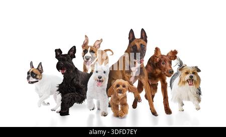 Groupe de différentes races de chiens courant ensemble isolé sur fond blanc composition. Banque D'Images