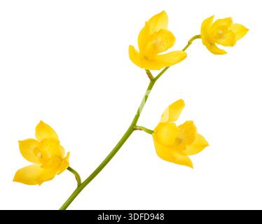 Fleurs d'orchidées jaunes isolées sur fond blanc Banque D'Images