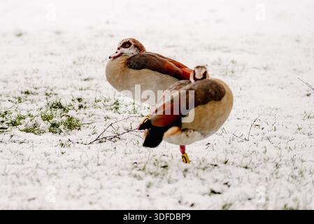 Paire d'oies égyptiennes marchant sur de l'herbe couverte de neige en hiver Banque D'Images