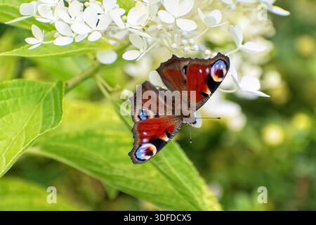 Le papillon paon (Aglais io) est assis sur la fleur d'hortensia en fleurs (Hydrangea paniculata). Banque D'Images