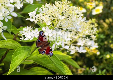 Le papillon paon (Aglais io) est assis sur la fleur d'hortensia en fleurs (Hydrangea paniculata). Banque D'Images