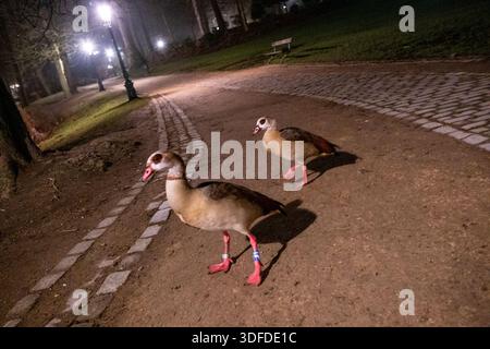 Vue nocturne de deux oies égyptiennes debout sur un chemin de parc bordé de pavés et de lampadaires dans le Parc Léopold à Bruxelles en région de Bruxelles-capitale Banque D'Images