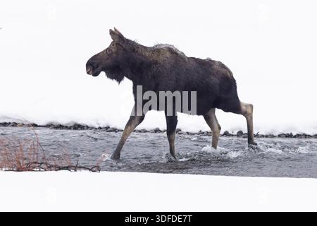 Bull Moose qui a déjà perdu ses bois, marchant à travers Snowy Banque D'Images