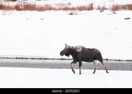 Bull Moose qui a déjà perdu ses bois en marchant à travers Snowy L. Banque D'Images