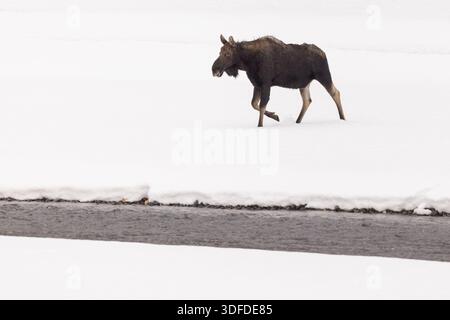 Bull Moose qui a déjà perdu ses bois, marchant à travers Snowy Banque D'Images