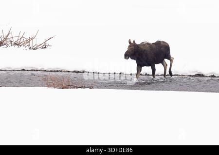 Bull Moose qui a déjà perdu ses bois, Crossing à Snowy Rive Banque D'Images