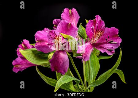 Belles fleurs de lis péruviennes Alstroemeria rose sur fond noir Banque D'Images
