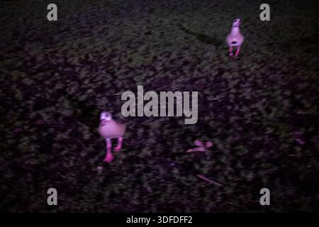 Vue de nuit de deux oies égyptiennes marchant sur l'herbe sous la lumière violette artificielle dans le Parc Léopold à Bruxelles dans la région de Bruxelles-capitale en Belgique sur J. Banque D'Images