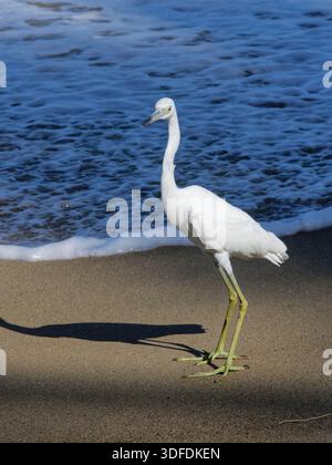 Petit héron bleu (Egretta caerulea) juvénile debout sur une plage à l'aube, Tobago, Antilles, mars. Banque D'Images