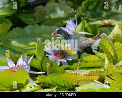 Gallinule violette américaine (Porphyrio martinica) marchant à travers les feuilles de nénuphar bleu (Nymphaea nouchali), Tobago, Antilles, mars. Banque D'Images