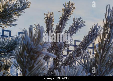 Gros plan d'aiguilles de pin recouvertes de délicats cristaux de givre, brillants par la lumière chaude du soleil matinal contre un ciel bleu clair. Texture givrée détaillée. Banque D'Images