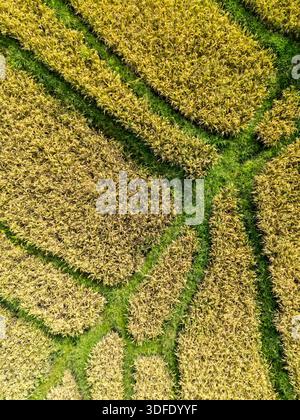 Vue aérienne des rizières avec terrasses de riz dorées et motifs courbes naturels. Banque D'Images