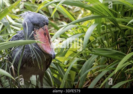 Shoebill (Balaeniceps rex) également connu sous le nom de Whalehead, debout dans l'herbe verte Banque D'Images