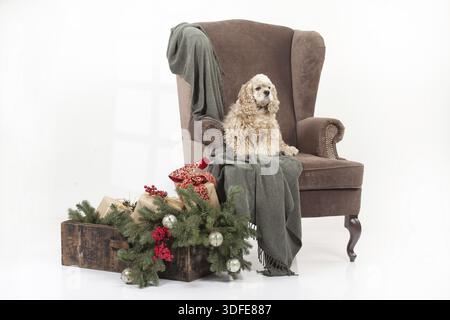 Cocker américain assis dans un gros armachair Banque D'Images