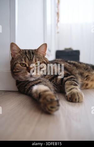 Chat en marbre short britannique rayé se repose Banque D'Images