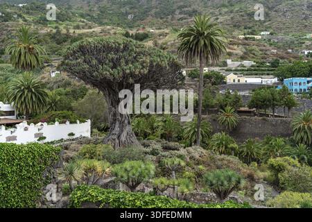 Célèbre arbre de Drago (El Drago Milenario) - Icod de los Vinos, Tenerife, Iles Canaries, Espagne Banque D'Images