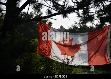 Drapeau canadien rétroéclairé suspendu à des branches de pin Banque D'Images