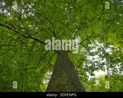 Grand arbre vu d'en bas avec des feuilles vertes Banque D'Images
