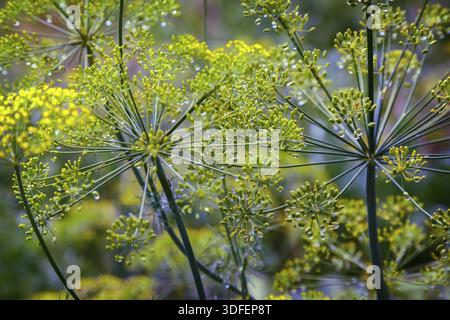 Des brins d'aneth avec des inflorescences de graines sont recouverts de gouttes de rosée. Gros plan présenté Banque D'Images
